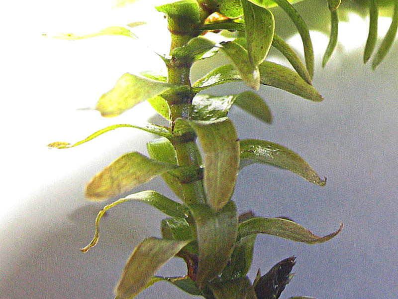 Elodea canadensis Michx. / Peste d''acqua comune